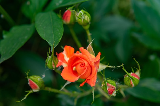 Orange rose in the garden