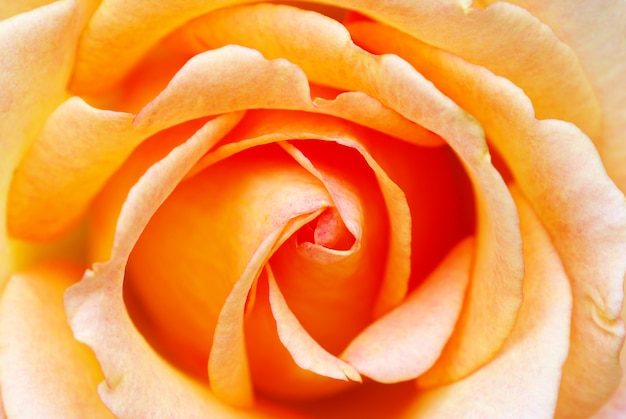 Orange rose