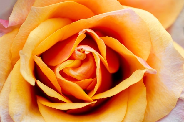 Orange roses blurred with blurred 