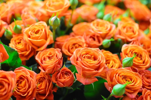 orange roses bouquet