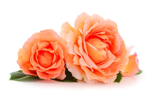 Orange roses flowers