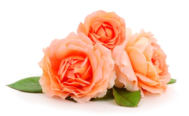 Orange roses flowers