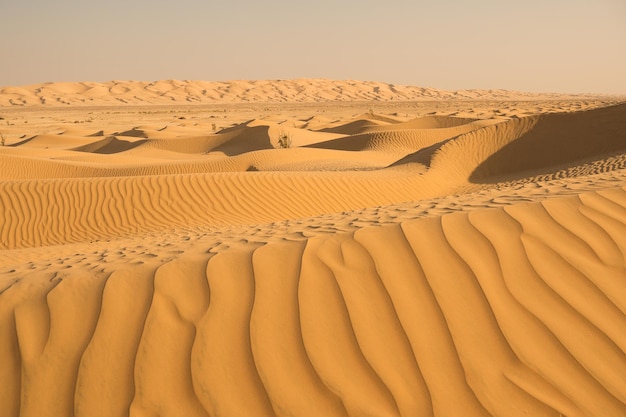 Orange sand dunes in desert