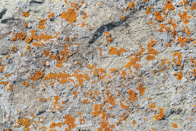 Orange scaly lichen on the stone as a natural background The pattern and texture of mold and stone