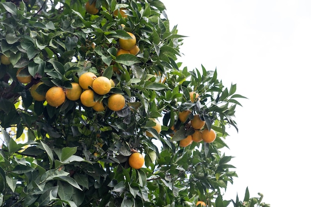 Orange sour tree on cloudy sky background bottom view