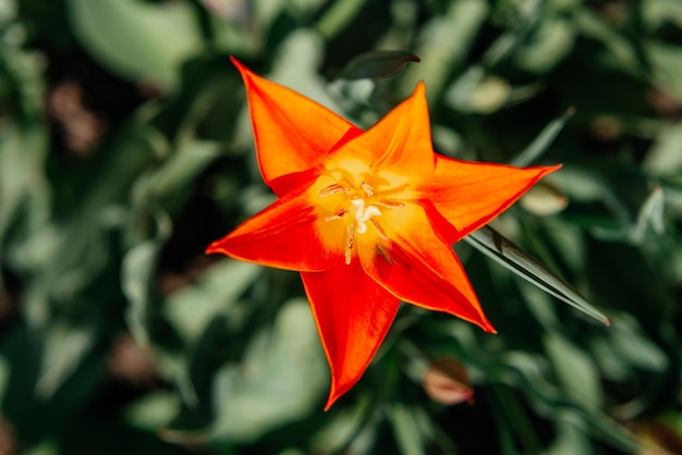 Orange star tulip in the garden top view