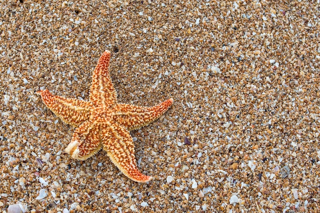 An orange starfish on a sandy beach