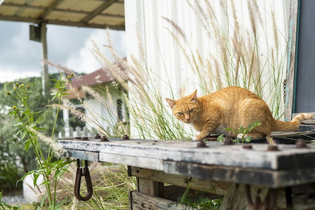 orange stray cat is in awe of people.