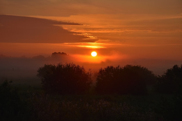 Orange sunrise with fogs in the forest. silhouettes of trees at dawn