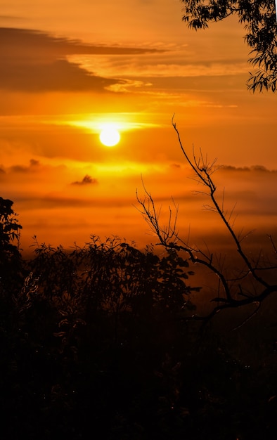 Orange sunrise with fogs in the forest. silhouettes of trees at dawn