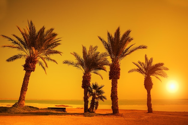 Orange sunset over palm trees