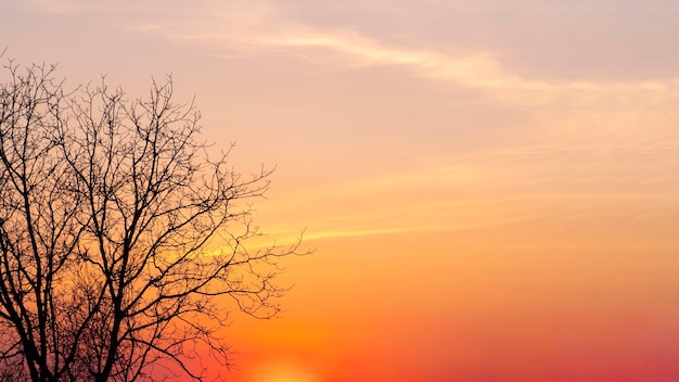 Orange sunset sky and tree copy space