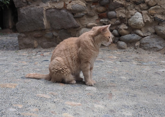 Orange tabby cat