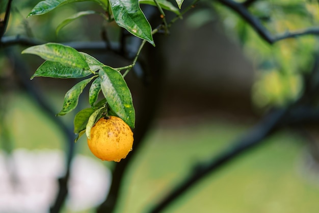 Orange tangerine hanging on a tree branch after rain