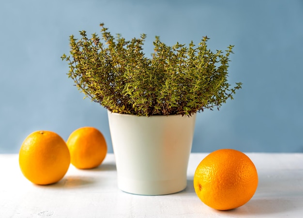 Orange thyme or thymus citriodorus plant in vase with oranges white table and blue background