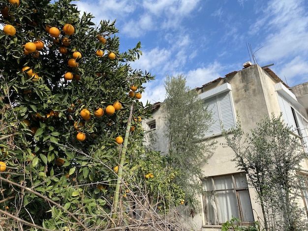 Orange tree on the background of a white house with a tiled roof on the street of the old town