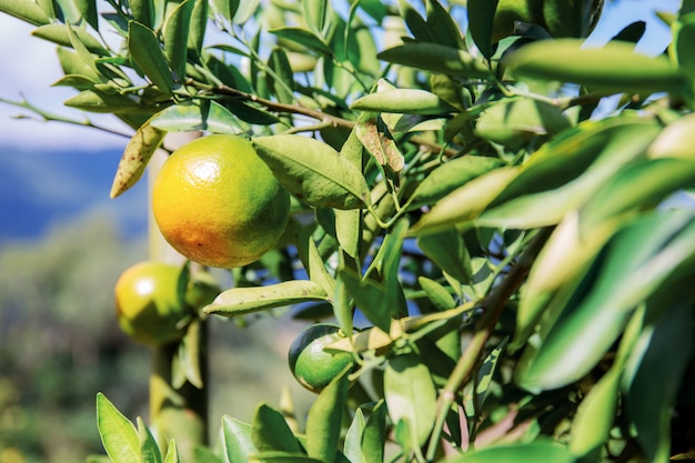 Orange on tree in farm.