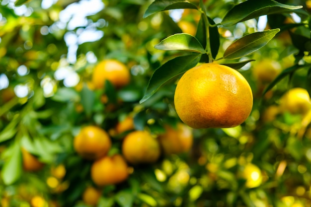 Orange tree in the garden.Farm of fruit