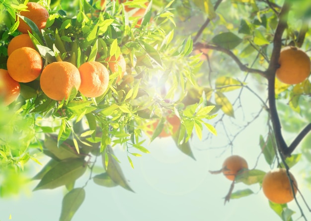 Orange tree garden