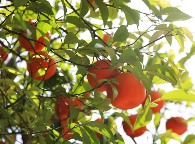 Orange tree on greece street