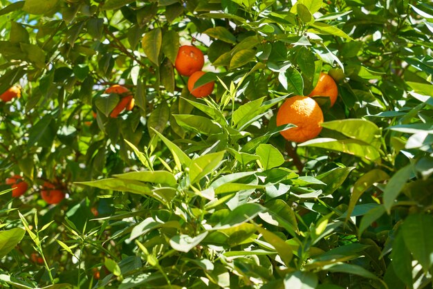 Orange tree and leaves