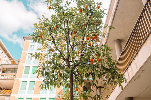 Orange tree in pisa historical centre cozy old street of italy oranges grow on a tree outside high q