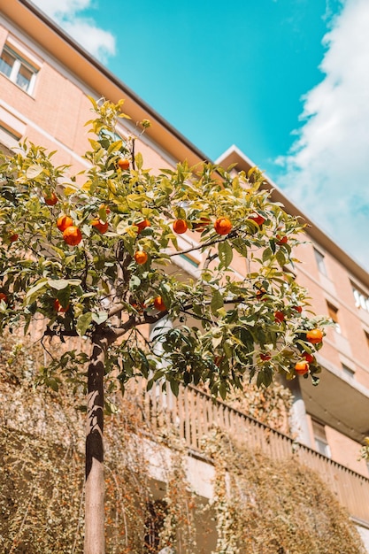 Orange tree in Pisa historical centre Italy Oranges grow on a tree outside