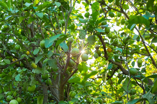 Orange tree with green oranges in garden