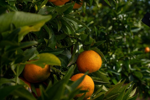 Orange tree with ripe oranges