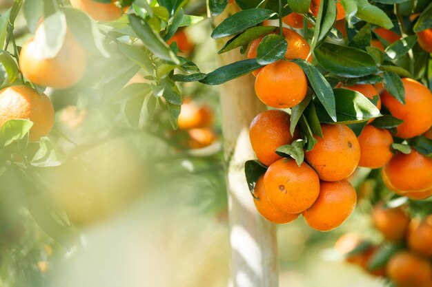 Orange tree