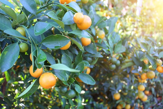 Orange tree