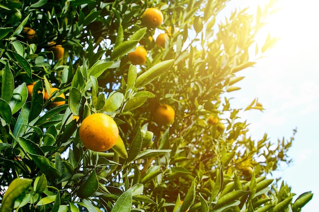 orange trees in the garden