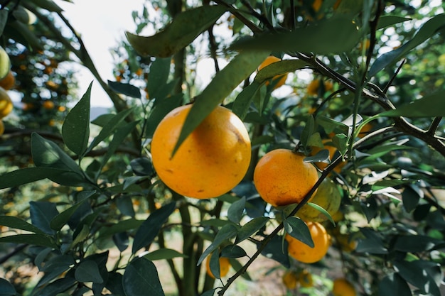 orange trees in the garden