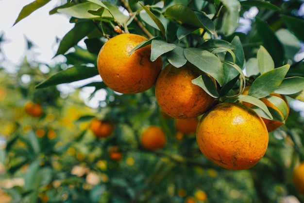 orange trees in the garden