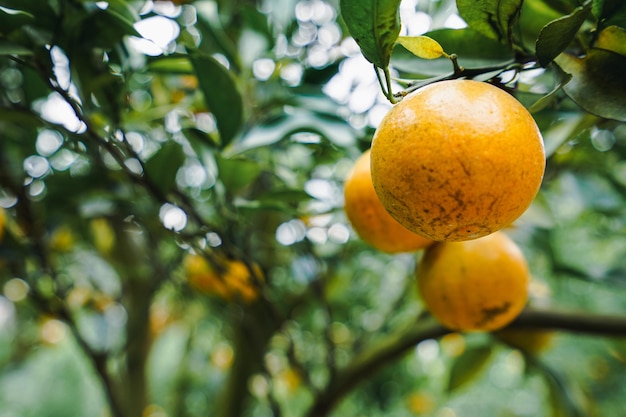 orange trees in the garden