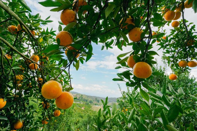 orange trees in the garden