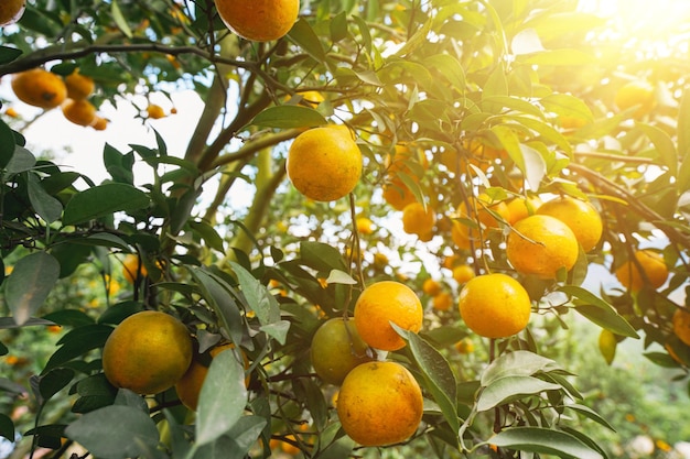 orange trees in the garden