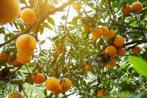 orange trees in the garden