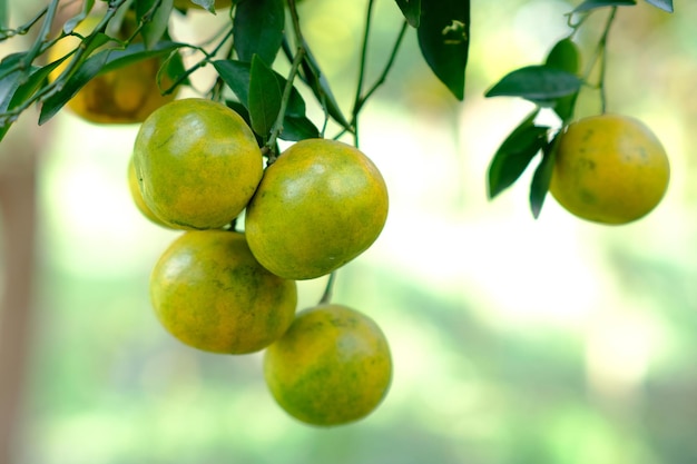 Orange trees in green garden