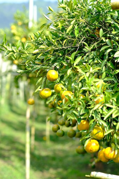 Orange trees in green garden