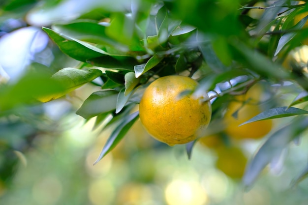 Orange trees in green garden