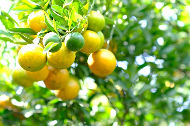 Orange trees in green garden