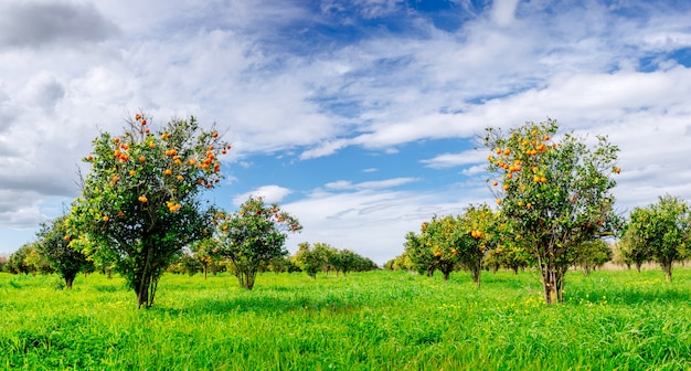 Orange trees plantations