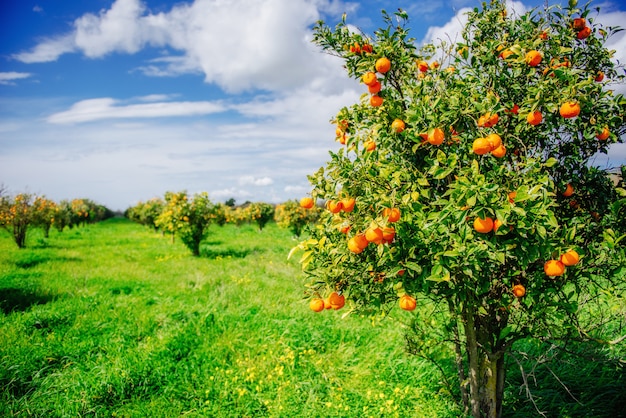 Orange trees plantations