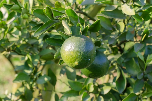 Orange trees