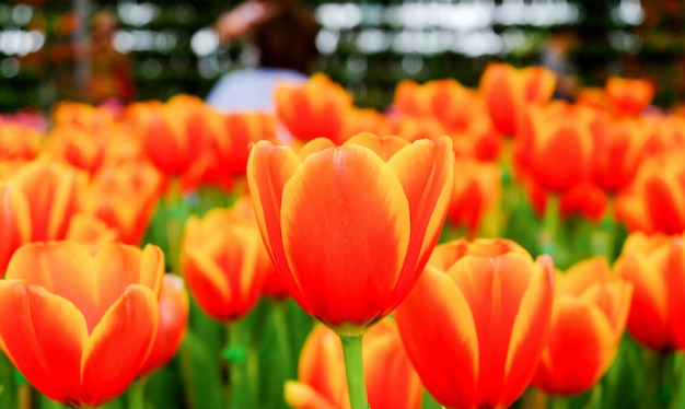 Orange tulip in a beautiful field.