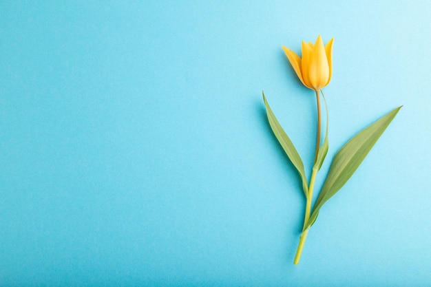 Orange tulip flower on blue pastel background top view copy space