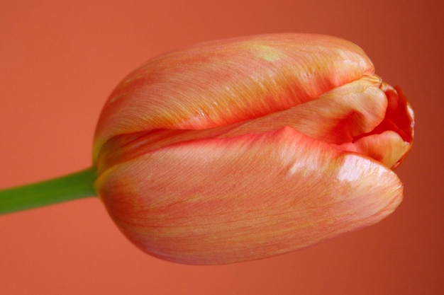 Orange tulip flower on orange background