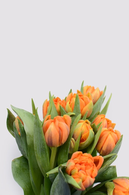 Orange tulip flower on white background