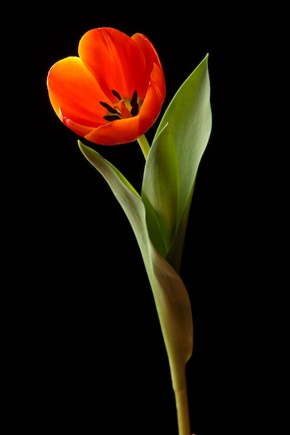 Orange tulip isolated on black